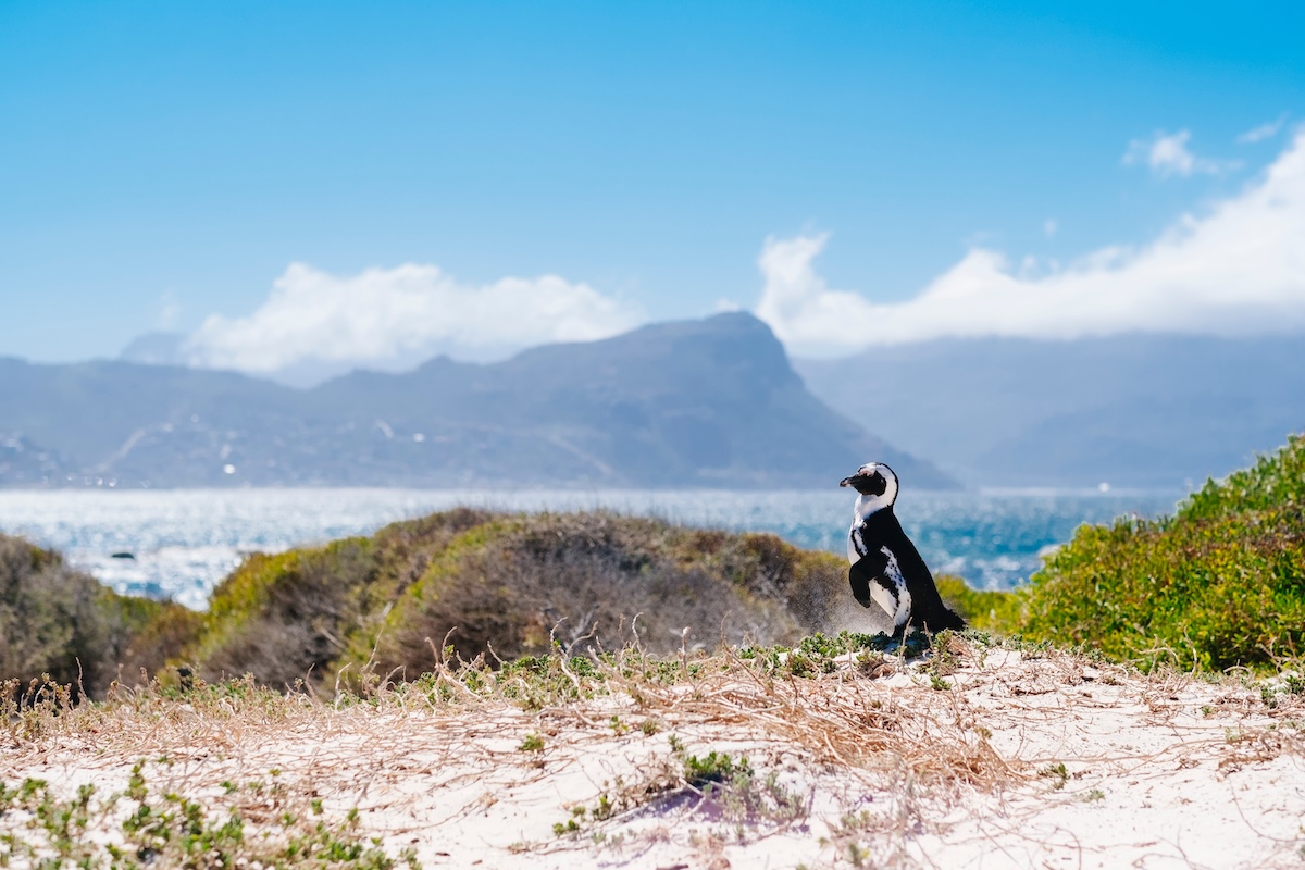 A solo penguin looks on over the horizon at Boulders Beach