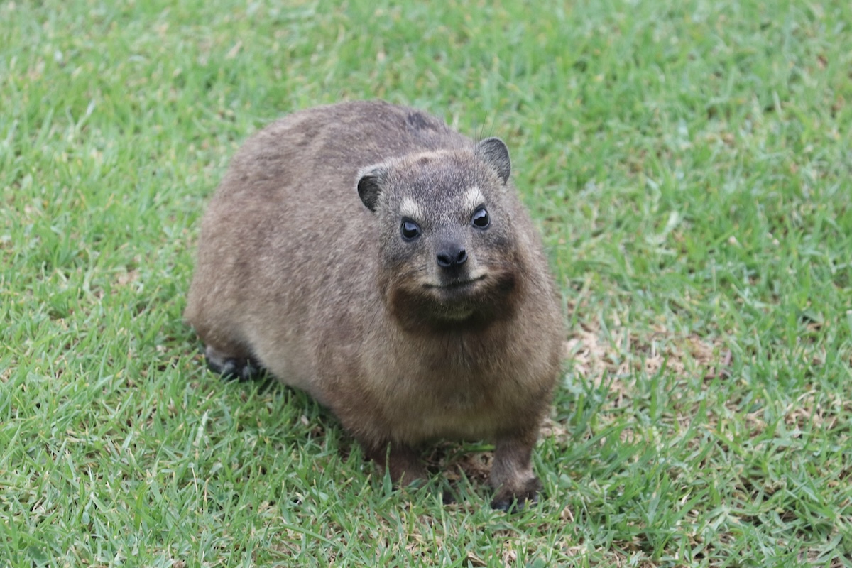 A brown rodent animal in Tsitsikamma National Park