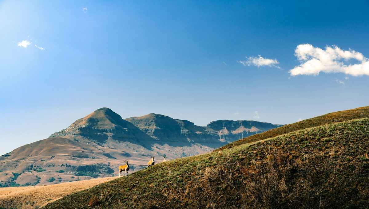 A serene landscape of the Drakensberg Mountains with rolling hills and clear blue skies, dotted with antelope in the distance.