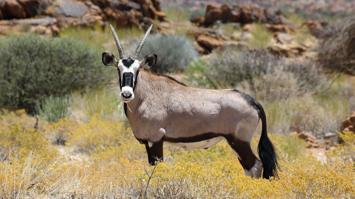 A Gemsbok animal stands to attention at Augrabies Falls National Park