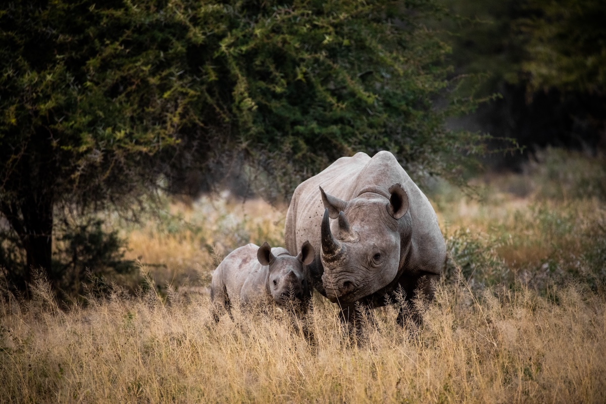 An adult and baby rhino in Kruger National Park, South Africa