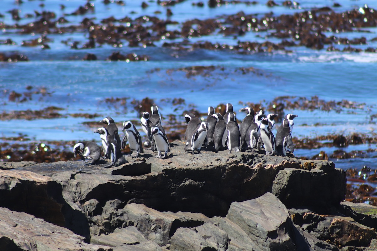Penguins at Robben Island