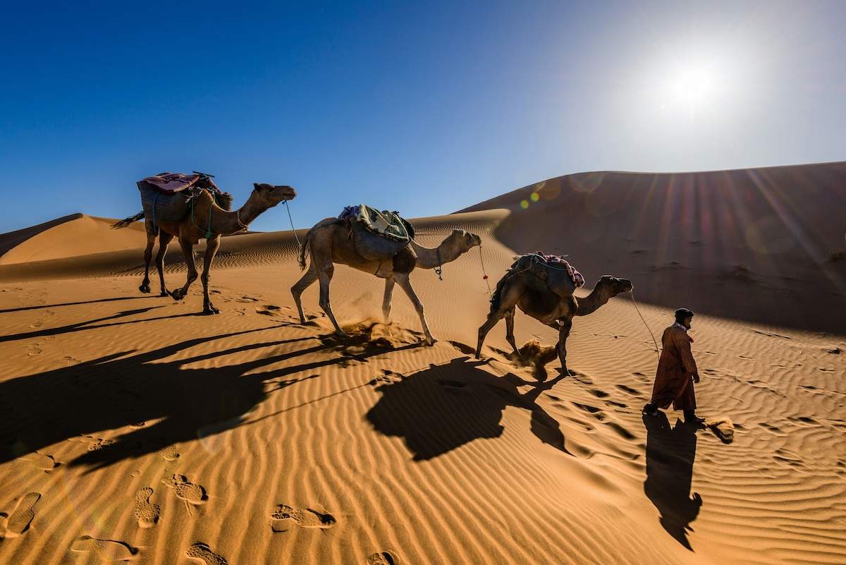 A local man leads three camels through the Moroccan Sahara Desert