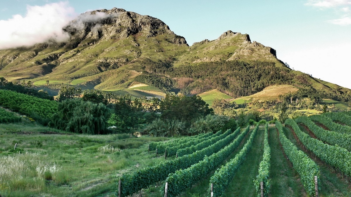 A picturesque view of lush vineyards in Stellenbosch, set against the backdrop of green rolling hills and mountains.