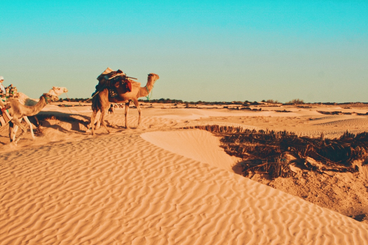 A view of the Sahara Desert in Tunisia with camels and their riders traversing the sand dunes under a clear blue sky.