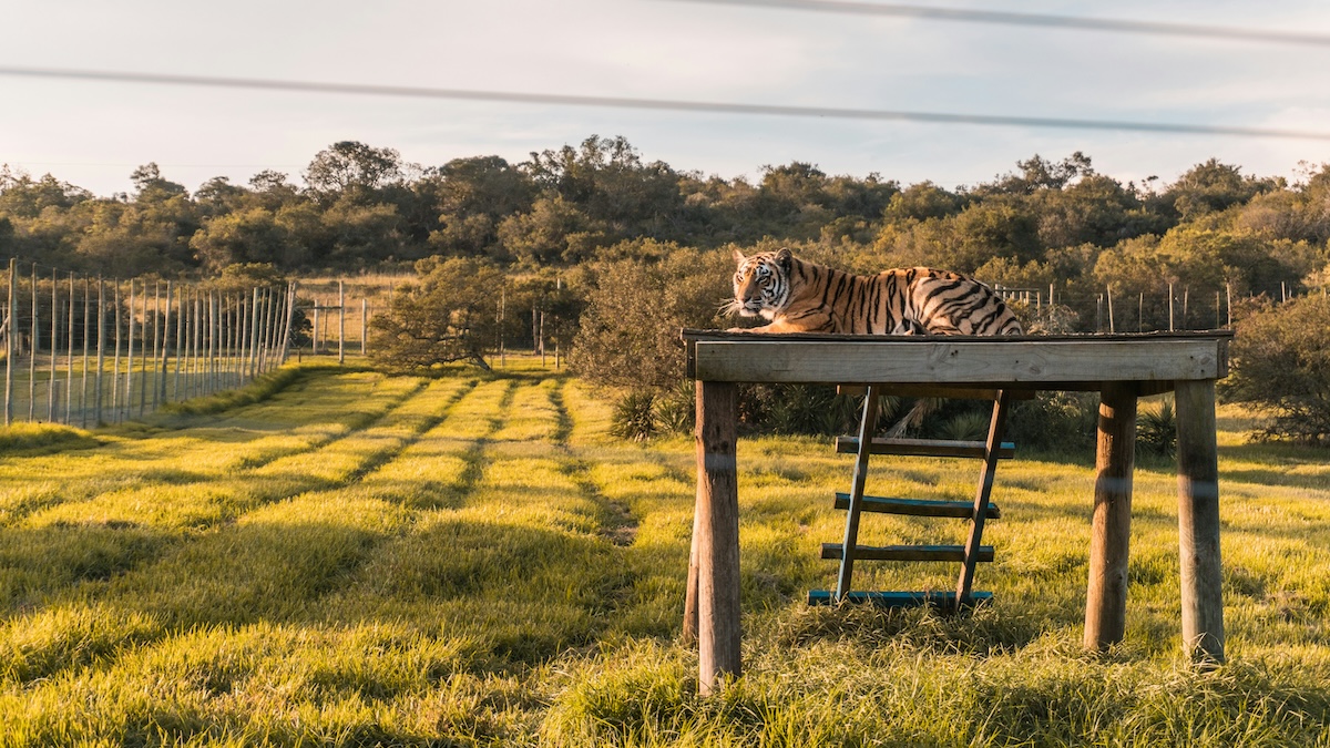 A tiger resting on a wooden platform in an open grassy enclosure, with trees and a fence in the background.